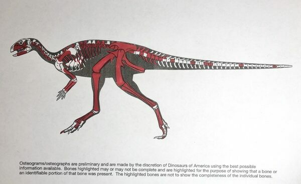 A bone map showing the original bones in red can be seen above. It is about 70% complete with most of the replica bones being tail vertebrae.